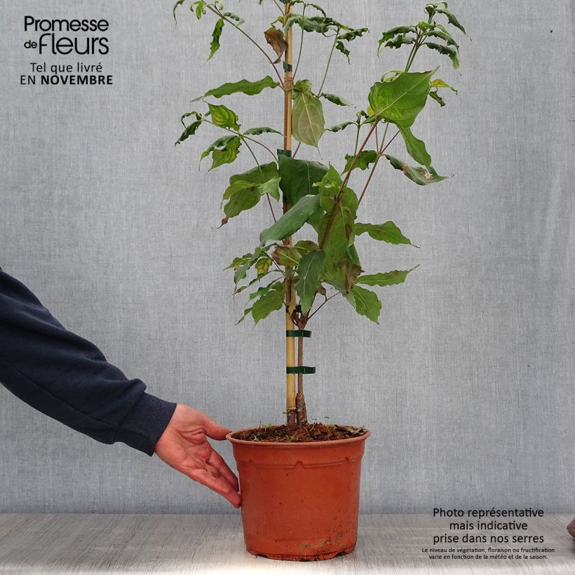 Amostra de Corneiro-do-japão Cappuccino - Cornus kousa Vaso de 4 L/5 L tal como entregue no outono