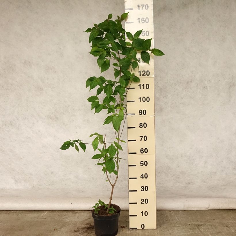 Amostra de Corneiro-do-japão Chinensis - Cornus kousa Vaso de 3 L/4 L tal como entregue no verão