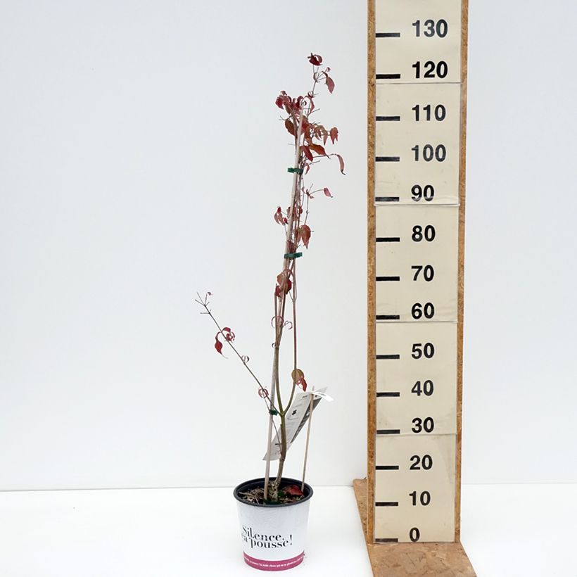 Amostra de Corneiro-do-japão Copacabana - Cornus kousa Vaso de 4 L/5 L tal como entregue no outono