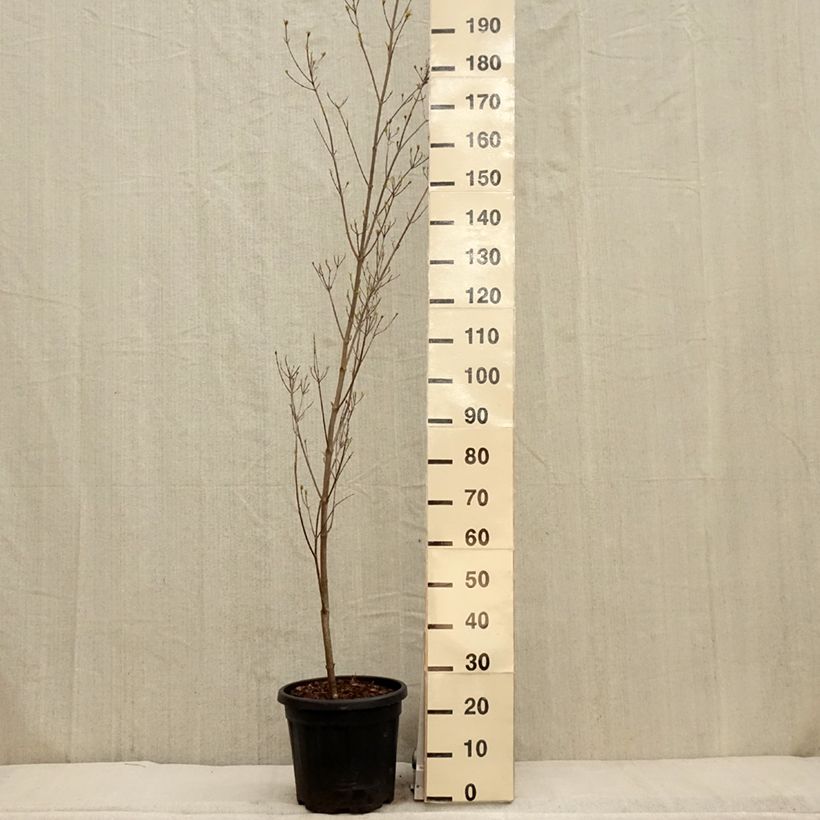 Amostra de Corneiro-do-japão Couronne - Cornus kousa Vaso de 12 L/15 L tal como entregue na primavera