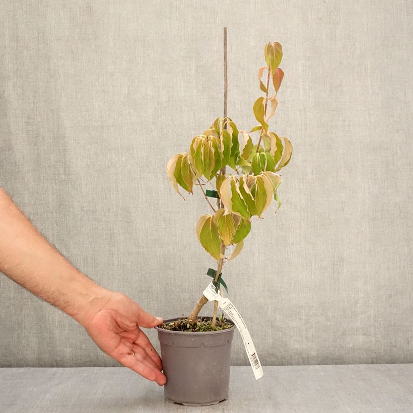 Amostra de Corneiro-do-japão Flower Tower - Cornus kousa Vaso de 1 L/1,5 L tal como entregue no verão