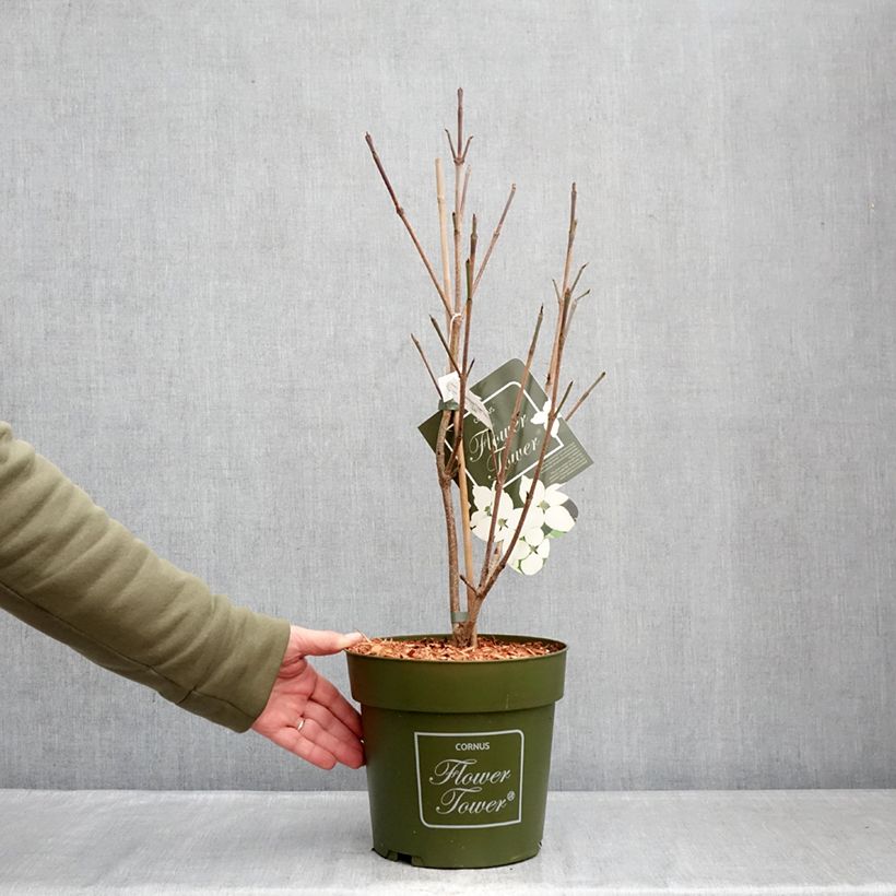 Amostra de Corneiro-do-japão Flower Tower - Cornus kousa Vaso de 4 L/5 L tal como entregue no inverno