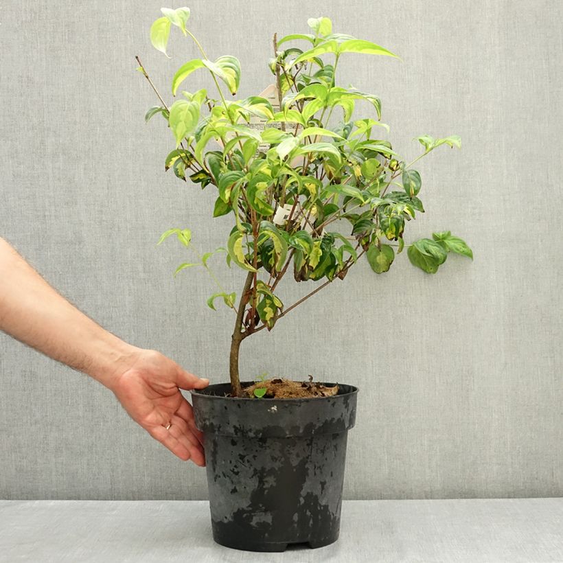 Amostra de Corneiro-do-japão Gold Star - Cornus kousa Vaso de 4 L/5 L tal como entregue no verão