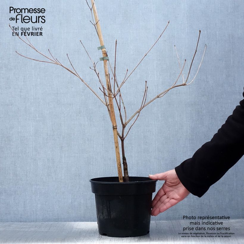 Amostra de Cornus kousa Gold Star - Cornouiller du Japon Pot de 4L/5L tal como entregue no inverno