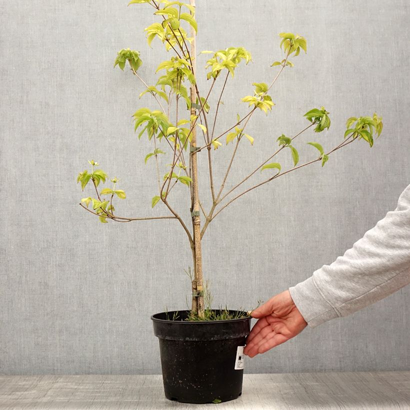 Amostra de Corneiro-do-japão Gold Star - Cornus kousa Vaso de 4 L/5 L tal como entregue na primavera