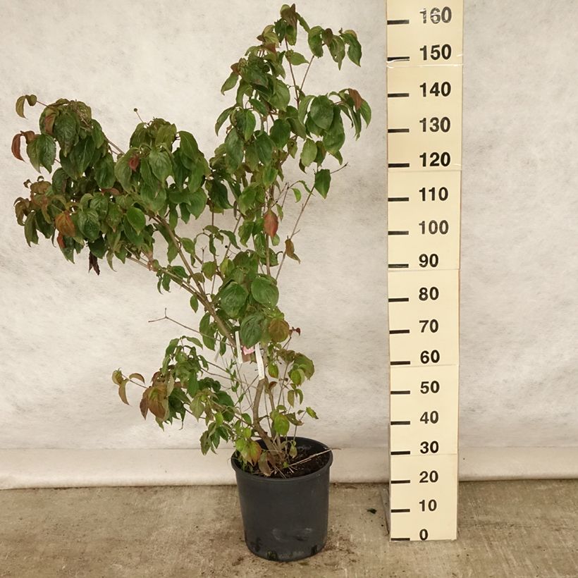 Amostra de Corneiro-do-japão Heart Throb - Cornus kousa Vaso de 18 L/20 L tal como entregue no verão