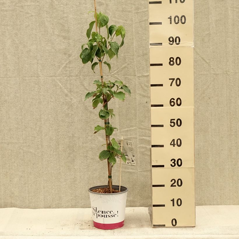 Amostra de Cornus kousa Mandarin Jewel - Cornouiller du Japon Pot de 4L/5L tal como entregue no outono
