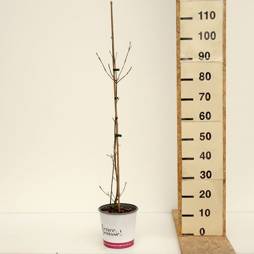 Amostra de Córnio-do-japão Mandarin Jewel - Cornus kousa var. chinensis Vaso de 4 L/5 L tal como entregue na primavera