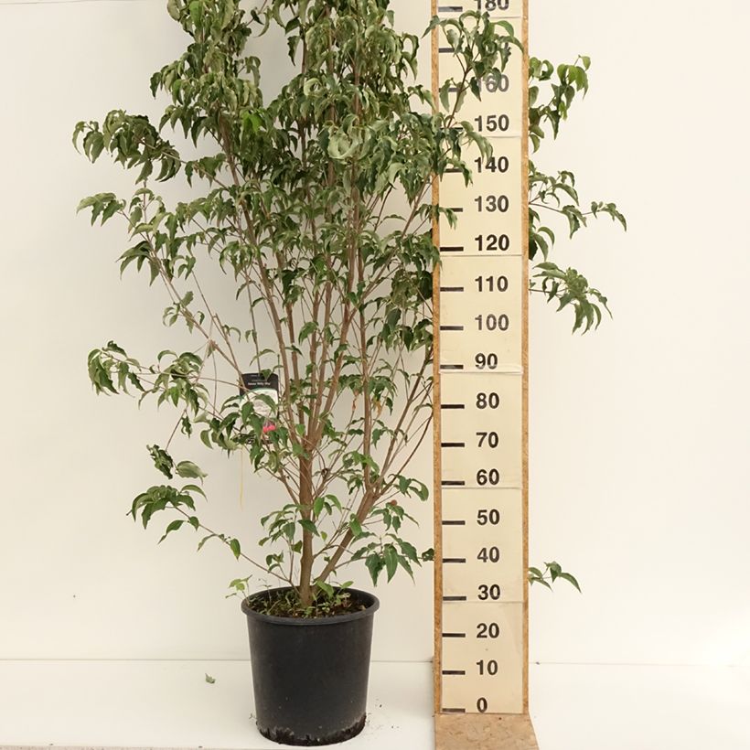 Amostra de Corneiro-do-japão Milky Way - Cornus kousa Vaso de 18 L/20 L tal como entregue no verão