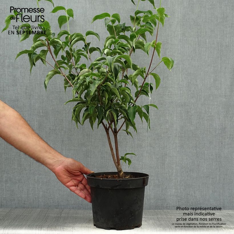 Amostra de Corneiro-do-japão Milky Way - Cornus kousa Vaso de 4 L/5 L tal como entregue no outono