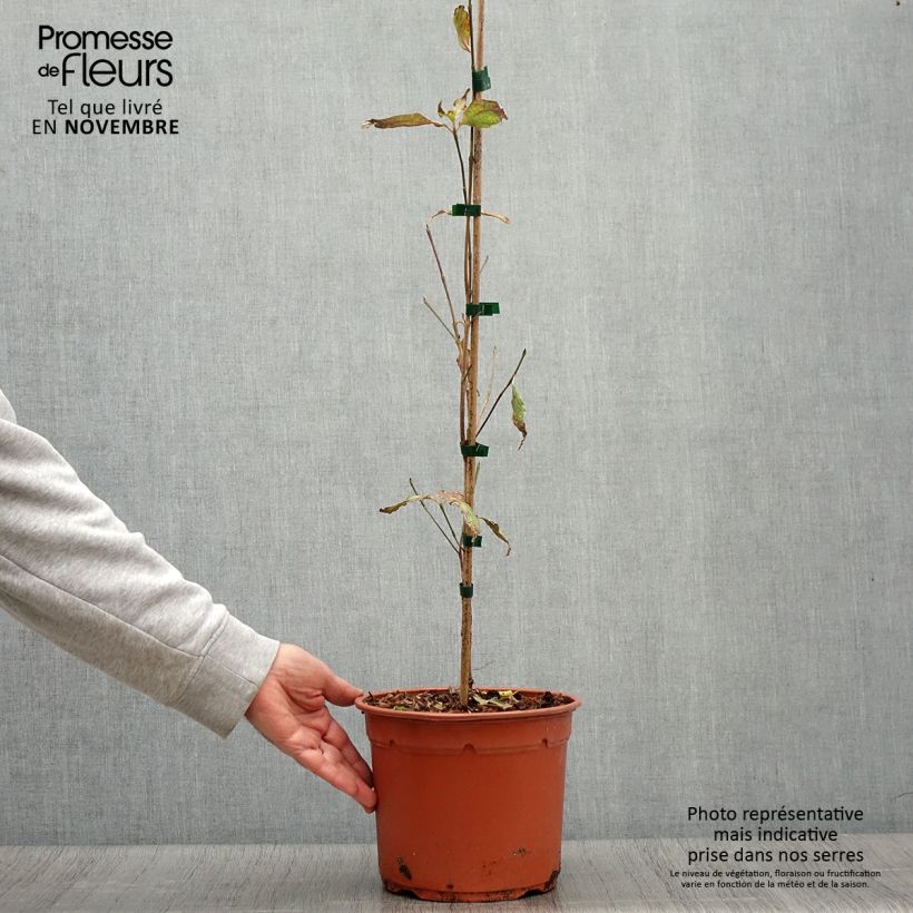 Amostra de Cornus kousa Pevé Foggy - Cornouiller du Japon Pot de 4L/5L tal como entregue no outono