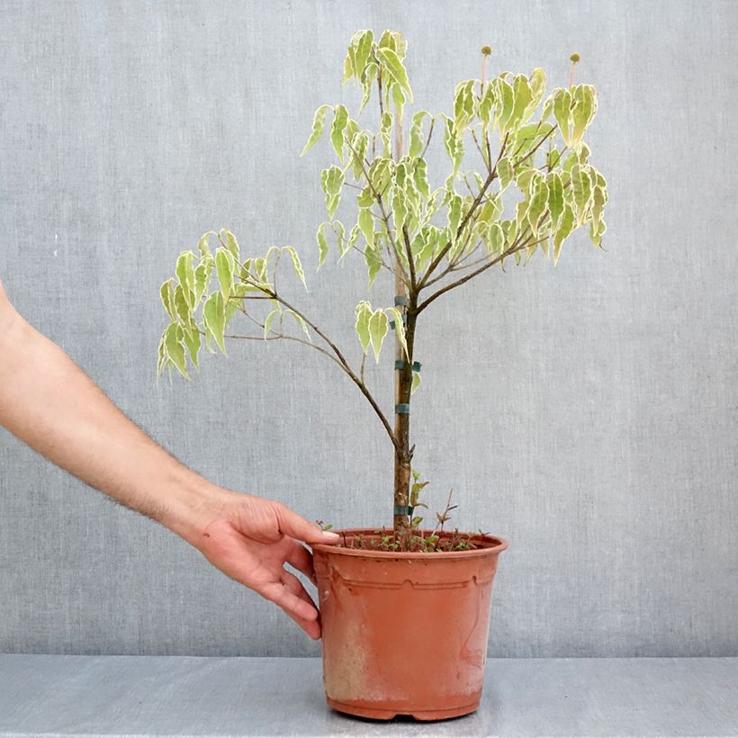Amostra de Corneiro-do-japão Pevé Foggy - Cornus kousa Vaso de 4 L/5 L tal como entregue no verão