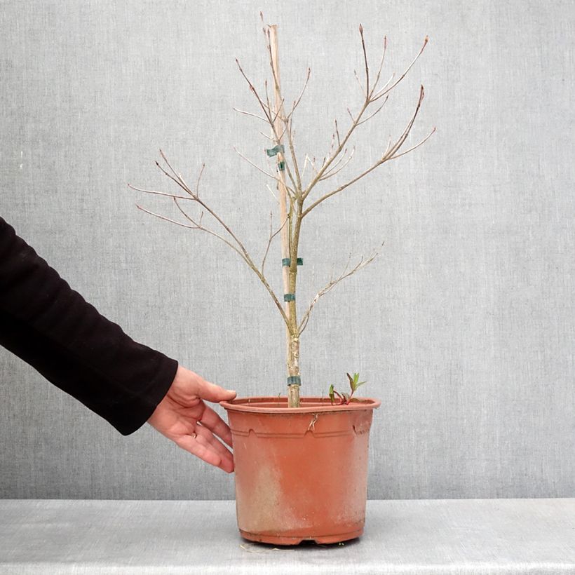 Amostra de Corneiro-do-japão Pevé Foggy - Cornus kousa Vaso de 4 L/5 L tal como entregue na primavera