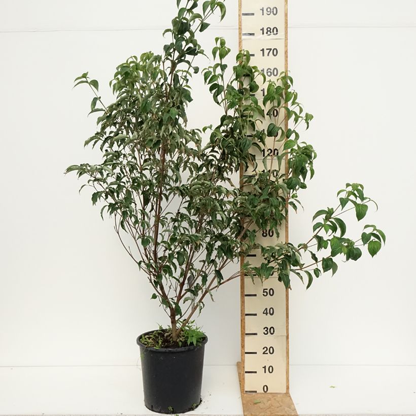 Amostra de Corneiro-do-japão Robert's Select - Cornus kousa Vaso de 20 L/25 L tal como entregue no verão