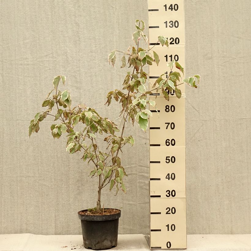 Amostra de Corneiro-do-japão Samaritan - Cornus kousa Vaso de 4 L/5 L tal como entregue no outono