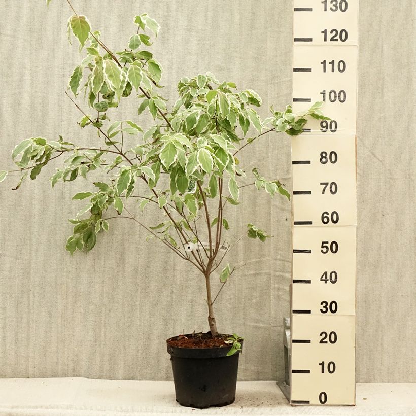 Amostra de Corneiro-do-japão Samaritan - Cornus kousa Vaso de 4 L/5 L tal como entregue no verão