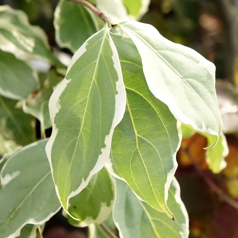 Corneiro-do-japão Samaritan - Cornus kousa (Folhagem)