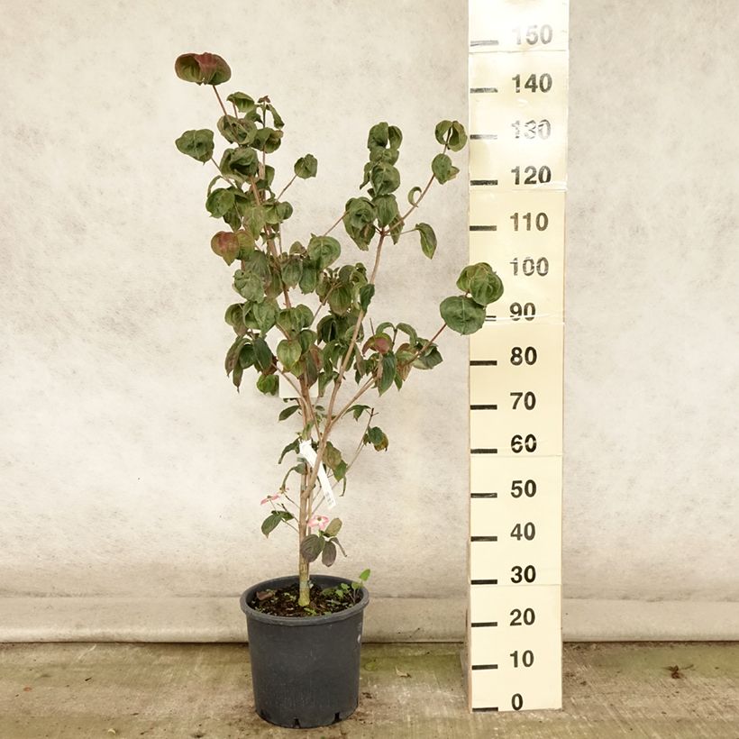 Amostra de Corneiro-do-japão Satomi - Cornus kousa Vaso de 6 L/7 L tal como entregue no verão