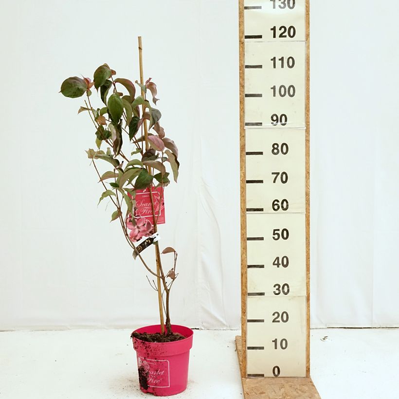 Amostra de Cornus kousa Scarlet Fire - Cornouiller du Japon Pot de 7,5L/10L tal como entregue no outono