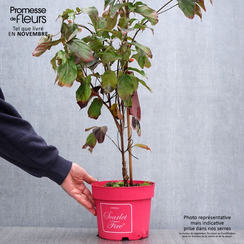 Amostra de Corneiro-do-japão Scarlet Fire - Cornus kousa Vaso de 4 L/5 L tal como entregue no outono