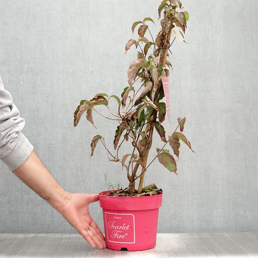 Amostra de Corneiro-do-japão Scarlet Fire - Cornus kousa Vaso de 4 L/5 L tal como entregue no verão