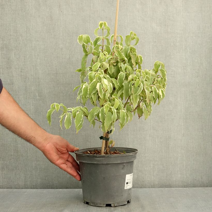 Amostra de Corneiro-do-japão Shira-yuki - Cornus kousa Vaso de 4 L/5 L tal como entregue no verão