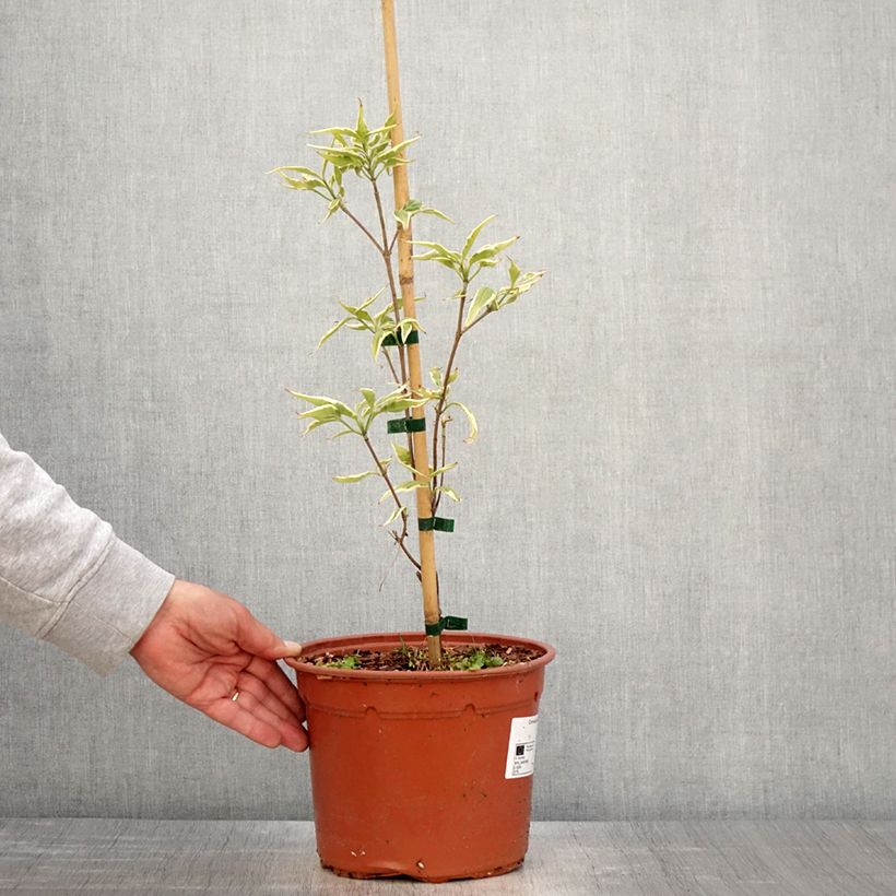 Amostra de Corneiro-do-japão Shira-yuki - Cornus kousa Vaso de 4 L/5 L tal como entregue na primavera