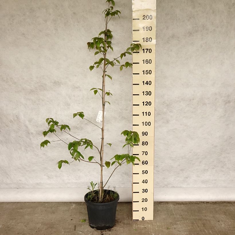 Amostra de Corneiro-do-japão Teutonia - Cornus kousa Vaso de 12 L/15 L tal como entregue na primavera