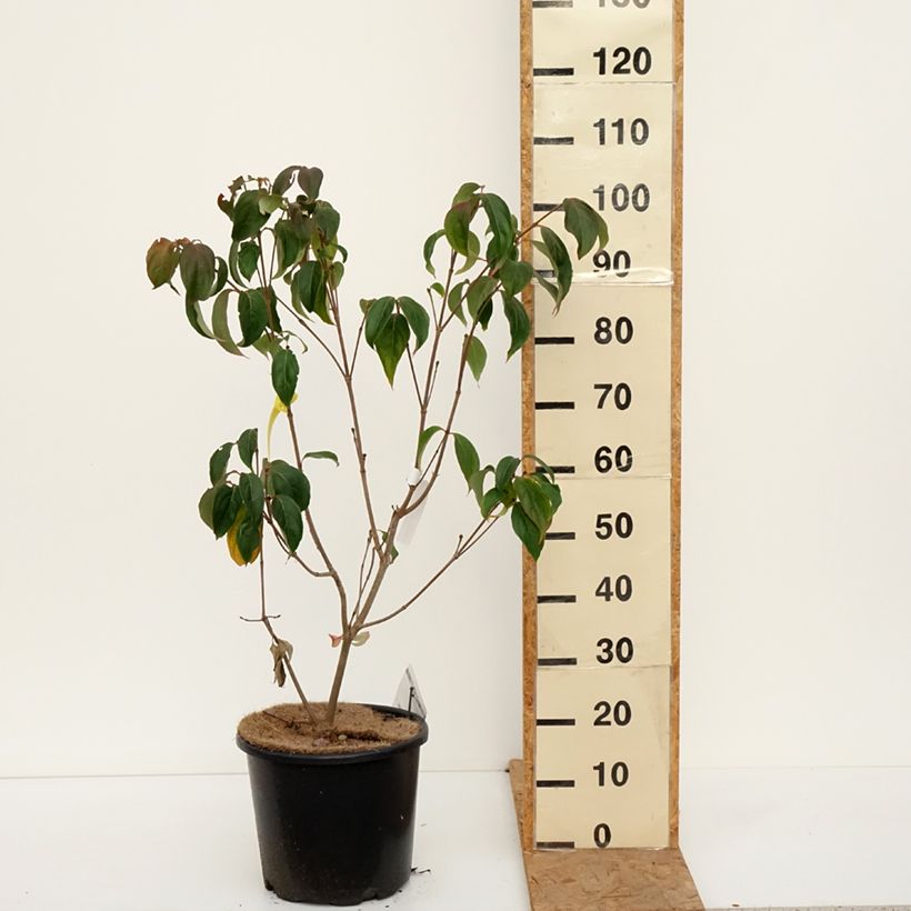 Amostra de Corneiro-do-japão Teutonia - Cornus kousa Vaso de 12 L/15 L tal como entregue no outono