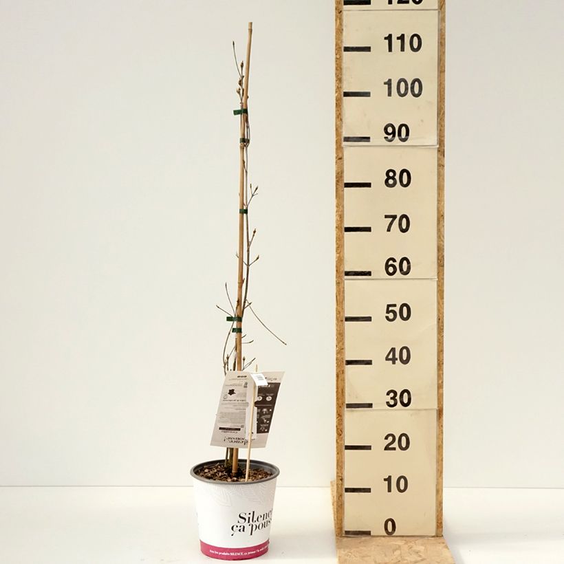 Amostra de Corniso-da-china Great Star - Cornus kousa var. chinensis Vaso de 4 L/5 L tal como entregue na primavera