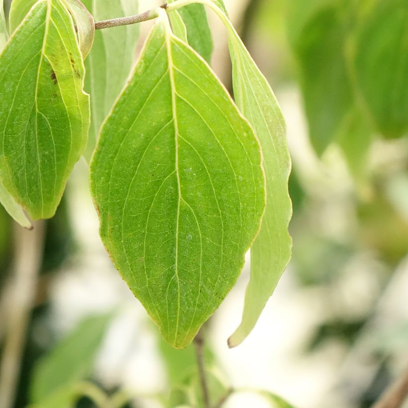 Corniso-da-china Great Star - Cornus kousa var. chinensis (Folhagem)