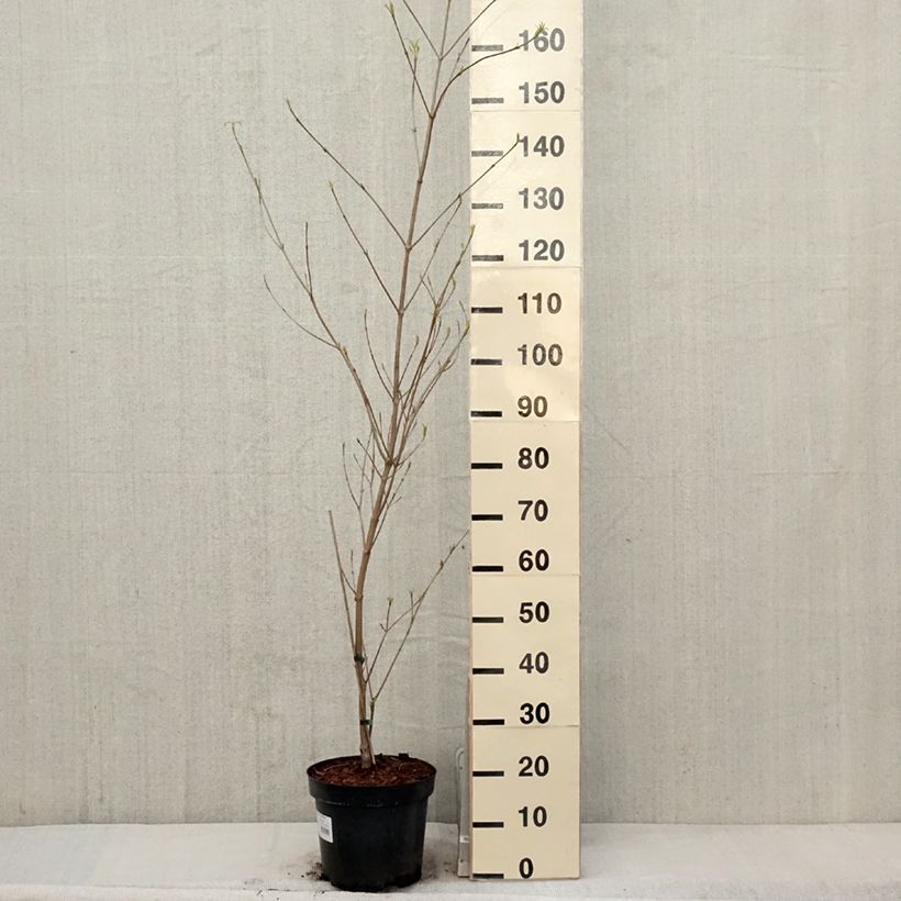 Amostra de Corniso-da-china Great Star - Cornus kousa var. chinensis Vaso de 7,5 L/10 L tal como entregue na primavera