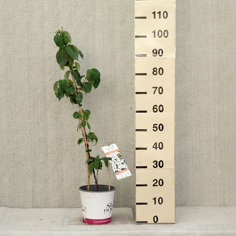 Amostra de Corniso-da-china Great Star - Cornus kousa var. chinensis Vaso de 4 L/5 L tal como entregue no outono