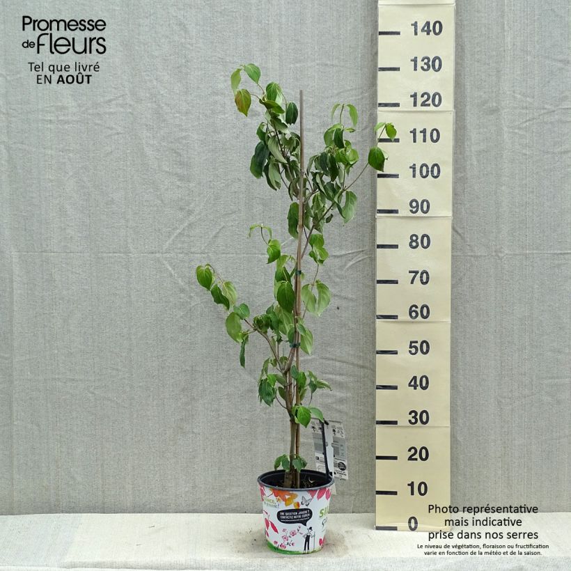 Amostra de Corniso-da-china Great Star - Cornus kousa var. chinensis Vaso de 4 L/5 L tal como entregue no verão
