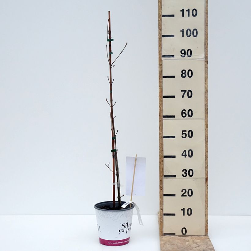 Amostra de Cornus kousa var. chinensis Great Star - Cornouiller à fleurs Vaso de 4 L/5 L tal como entregue no inverno