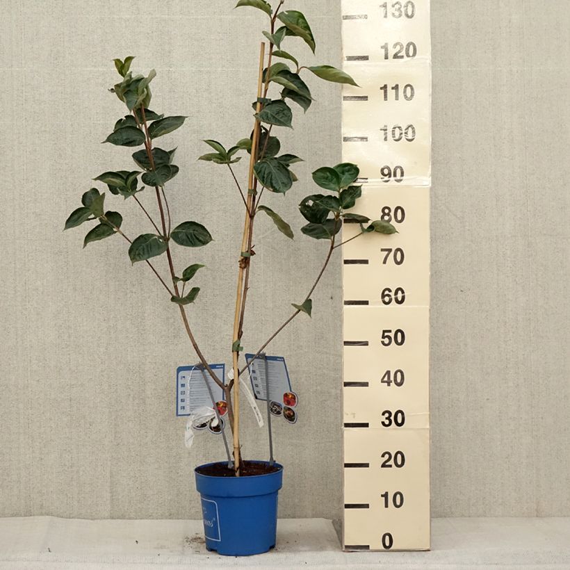 Amostra de Cornus kousa Venus Vaso de 6 L/7 L tal como entregue no outono