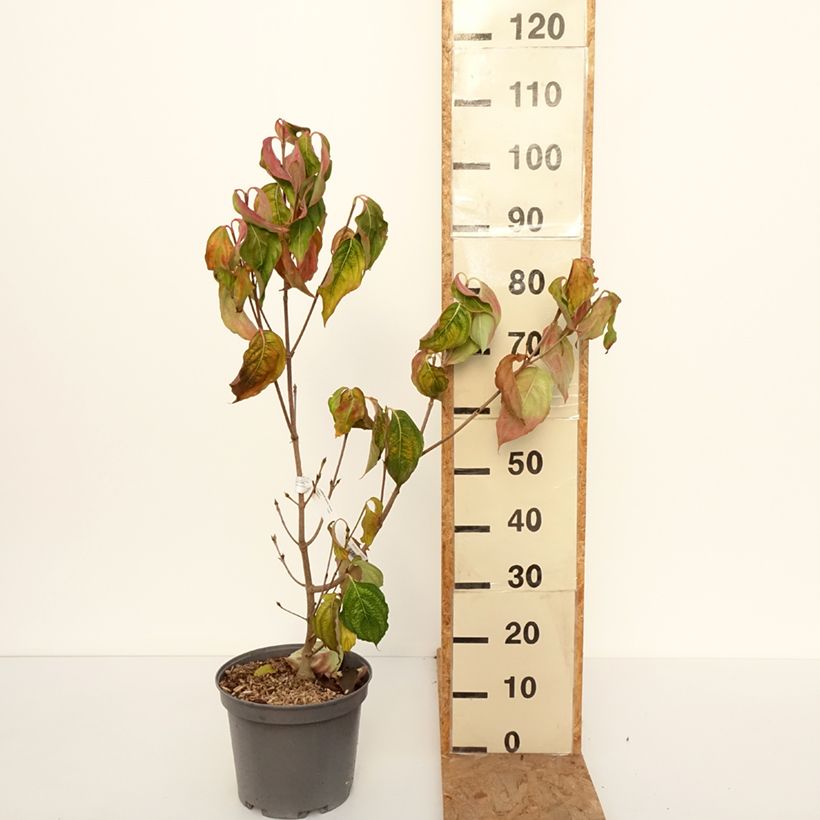 Amostra de Cornus kousa Venus Vaso de 7,5 L/10 L tal como entregue no outono