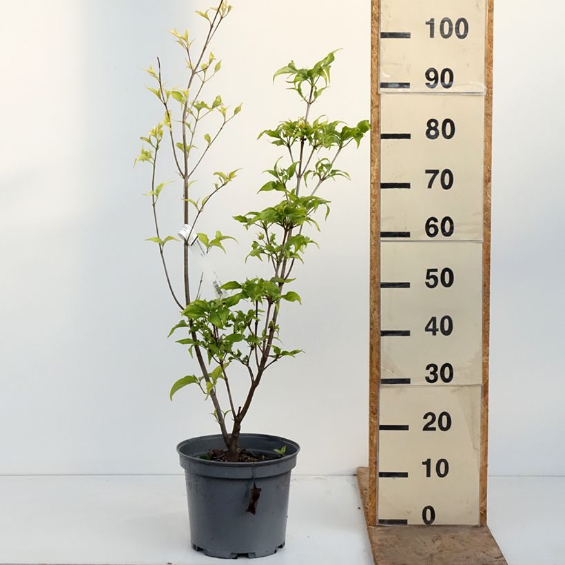 Amostra de Cornus kousa Venus Vaso de 7,5 L/10 L tal como entregue na primavera