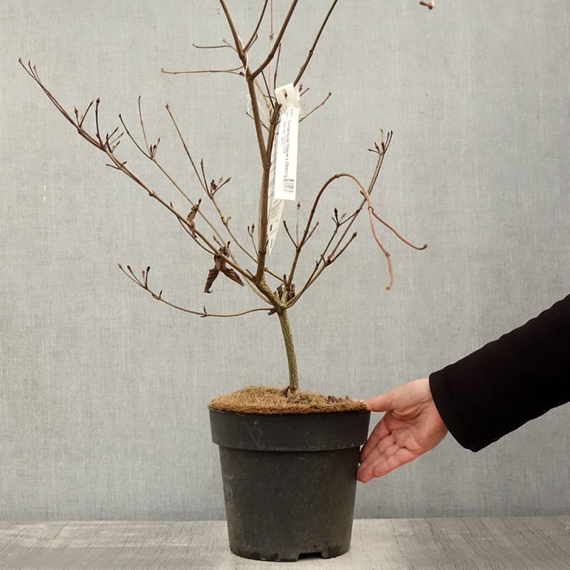 Amostra de Cornus kousa Weaver's Weeping (Weaver) - Cornouiller du Japon Pot de 6L/7L tal como entregue no outono