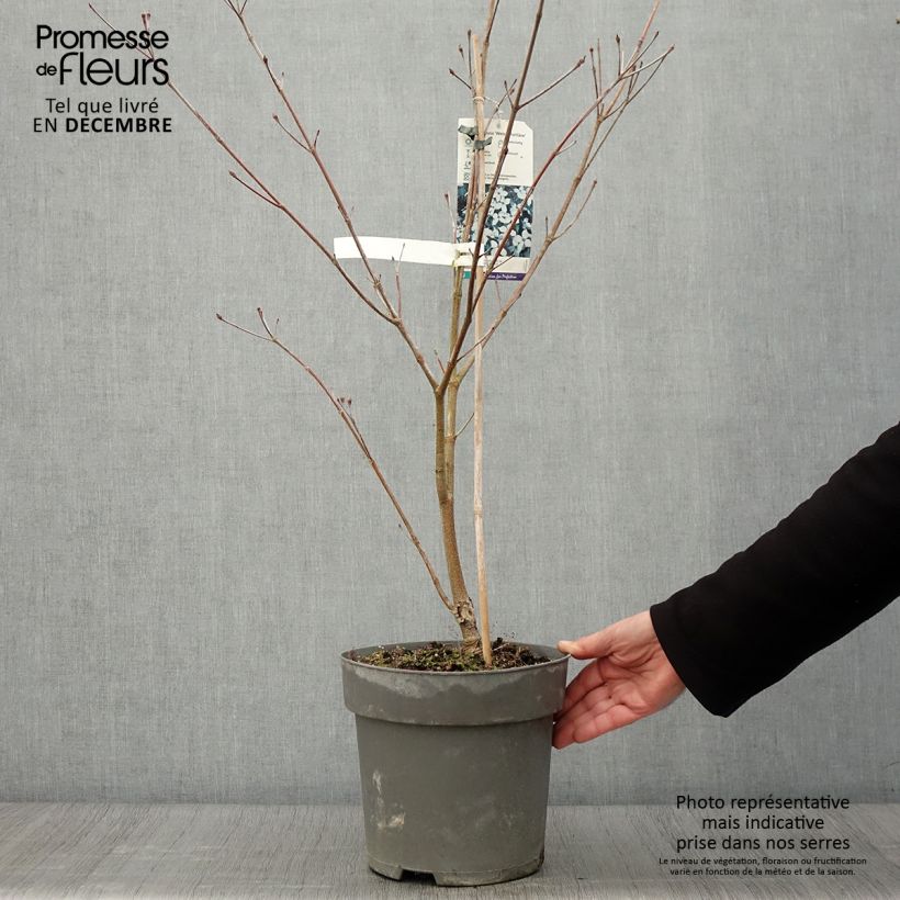 Amostra de Corneiro-do-japão Weisse Fontaine - Cornus kousa Vaso de 3 L/4 L tal como entregue no outono