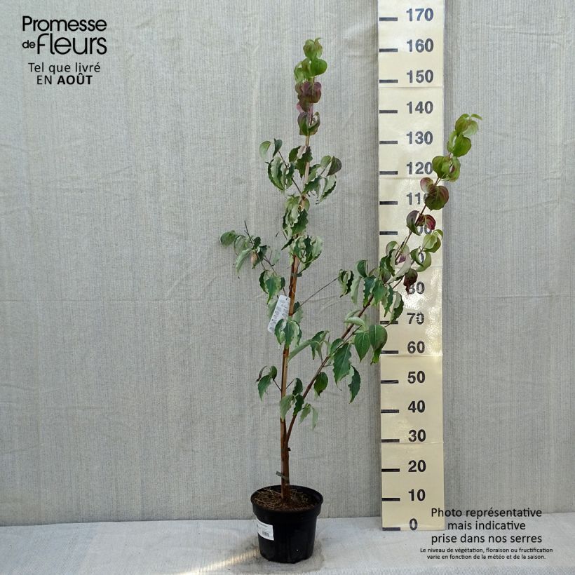 Amostra de Corneiro-do-japão Weisse Fontaine - Cornus kousa Vaso de 3 L/4 L tal como entregue no verão