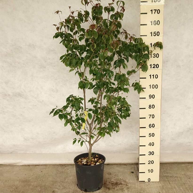 Amostra de Corneiro-do-japão Wieting's Select - Cornus kousa Vaso de 18 L/20 L tal como entregue no verão