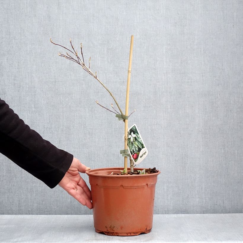 Amostra de Corneiro-do-japão Wolf Eyes - Cornus kousa Vaso de 4 L/5 L tal como entregue na primavera