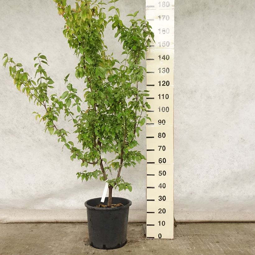 Amostra de Cerejeira-cornalina Aurea - Cornus mas Vaso de 20 L/25 L tal como entregue no verão