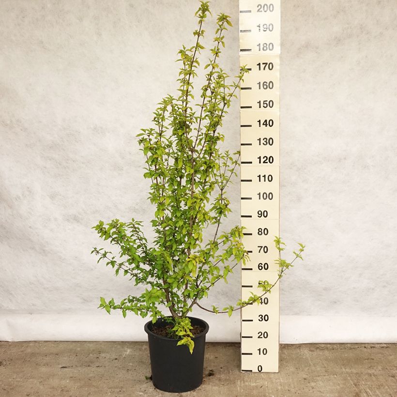 Amostra de Cerejeira-cornalina Aurea - Cornus mas Vaso de 20 L/25 L tal como entregue na primavera