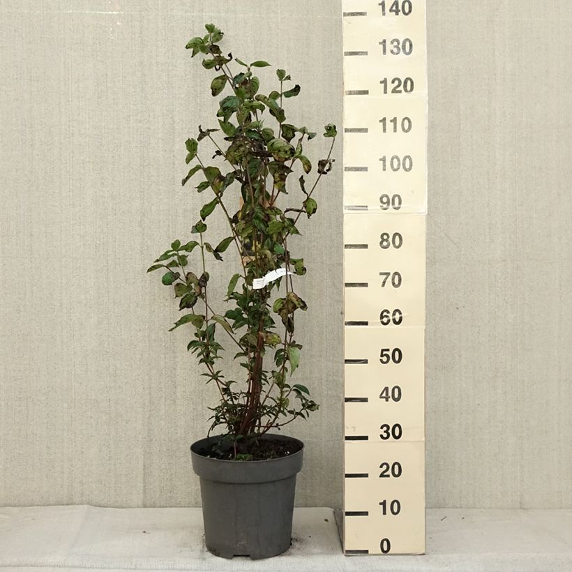 Amostra de Cornus mas Vaso de 12 L/15 L tal como entregue no outono