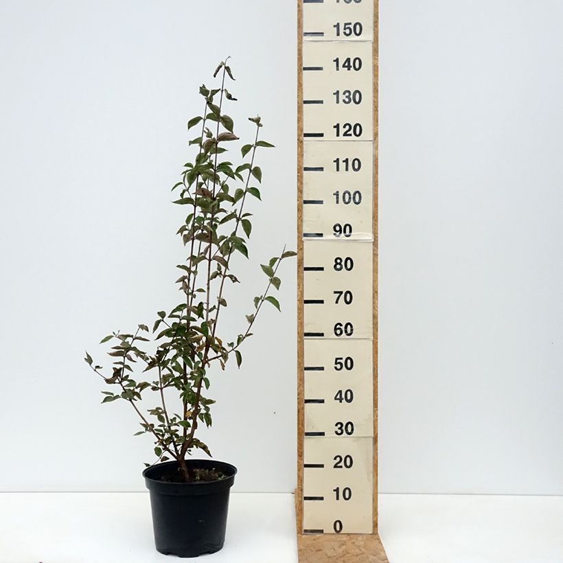 Amostra de Cornus mas Vaso de 7,5 L/10 L tal como entregue no outono