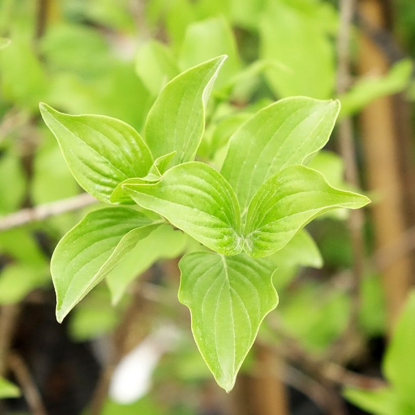 Cerejeira-cornalina Flava - Cornus mas (Folhagem)
