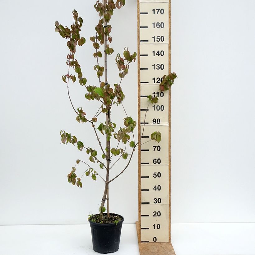 Amostra de Cerejeira-cornalina Flava - Cornus mas Vaso de 7,5 L/10 L tal como entregue no verão