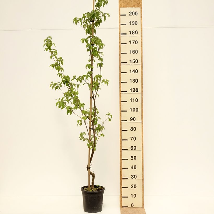 Amostra de Cerejeira-cornalina Flava - Cornus mas Vaso de 7,5 L/10 L tal como entregue na primavera
